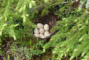 Archivo:Mallard eggs and nest