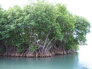 Archivo:Mangroves in Puerto Rico