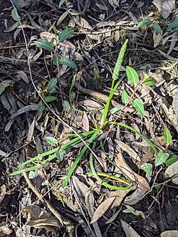Maundia triglochinoides 158922966.jpg