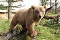 Medvěd plavý (Ursus arctos isabellinus)
