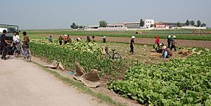 Archivo:Migok Farm. Sariwŏn, North Korea. (2604215957)