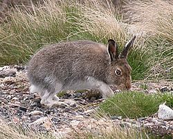 Archivo:Mountain Hare Scotland
