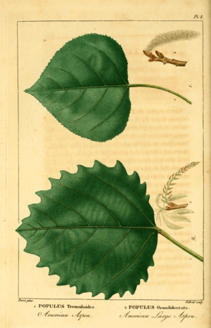 Archivo:NAS-099f Populus tremuloides & grandidentata