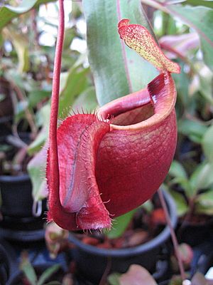 Archivo:Nepenthes globosa02