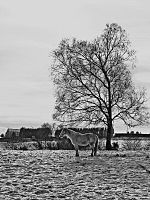 Archivo:Neve en Monte Xalo, Galicia (Spain)