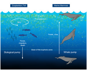 Archivo:Oceanic whale pump - journal.pone.0013255.g001f