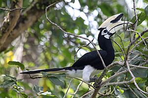 Archivo:Oriental pied hornbill brunei