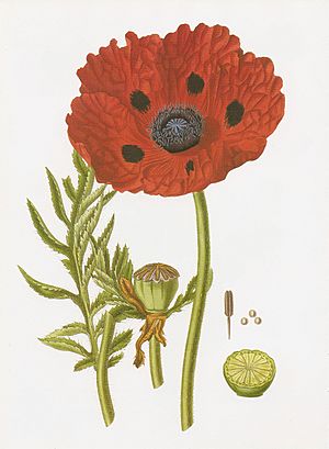 Archivo:Papaver bracteatum RHS