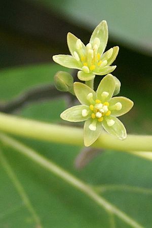 Archivo:Persea americana flowers
