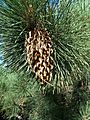 Pinus coulteri-1