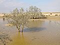 Retama raetam2
