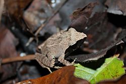Rough-backed Forest Frog (Platymantis corrugatus)9.jpg