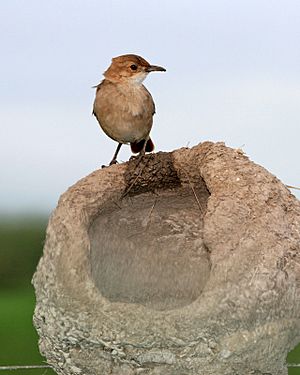Archivo:Rufous Hornero (Furnarius rufus) on incomplete nest - Flickr - Lip Kee