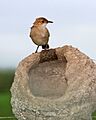 Rufous Hornero (Furnarius rufus) on incomplete nest - Flickr - Lip Kee