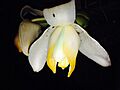 STANHOPEA TRICORNIS