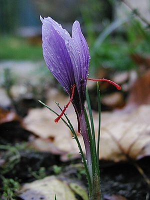 Archivo:Saffran crocus sativus moist