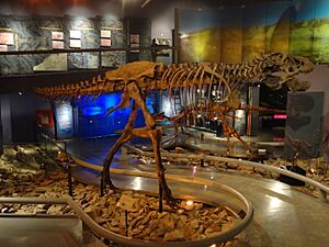 Archivo:Sala desierto y su pasado, Museo del Desierto 2
