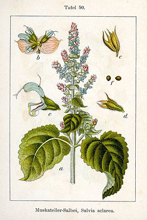 Archivo:Salvia sclarea Sturm50
