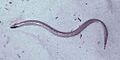 Sand Skink