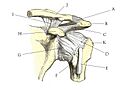 Shoulder joint anatomy quiz
