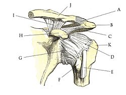 Archivo:Shoulder joint anatomy quiz