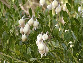 Archivo:Sophora secundiflora beans