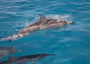 Archivo:Spinner dolphins (6741930935)