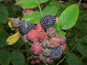 Archivo:Starr 051123-5479 Rubus niveus f. a