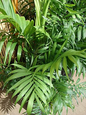 Archivo:Starr 080117-2235 Chamaedorea elegans