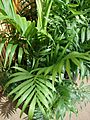 Starr 080117-2235 Chamaedorea elegans