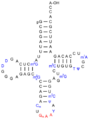 TRNA-Phe yeast blanco