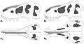 Tarbosaurus and Tyrannosaurus
