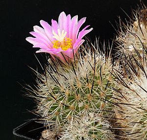 Archivo:Turbinicarpus beguinii, Pablillo, N.L.
