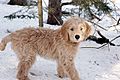 Twelve-week old goldendoodle pup