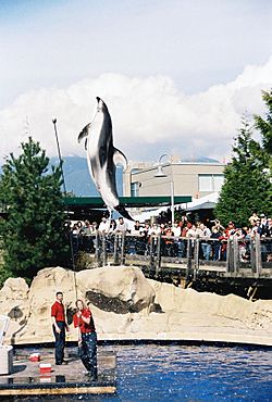 Vancouver aquarium dolphin.jpg