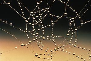Archivo:Water drops on spider web