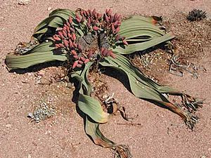 Archivo:Welwitschia-mirabilis-female