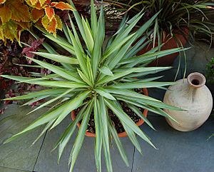 Archivo:Yucca elephantipes 'Silver Star' Top View 2488px