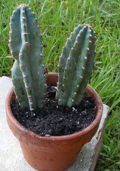042cperuvianus