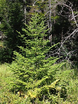Archivo:2013-08-25 11 42 13 Balsam Fir sapling along the northeast shore of the cove of Spring Lake in Berlin, New York