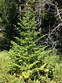 2013-08-25 11 42 13 Balsam Fir sapling along the northeast shore of the cove of Spring Lake in Berlin, New York
