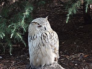 Archivo:2014, Siberian Eagle Owl at Faunia in Madrid (Bubo Bubo Sibiricus)