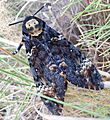 Acherontia atropos bl