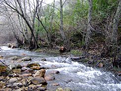 Alisos RioRobledillo SierraMadrona.jpg