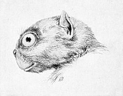 Anaptomorphus.jpg