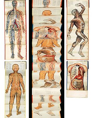 Archivo:Anatomical charts of channel acupoints for the new acupuncture