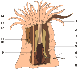 Archivo:Anemone anatomy