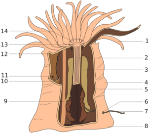Archivo:Anemone anatomy