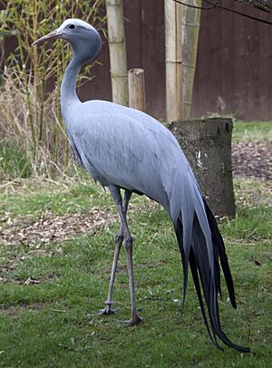 Archivo:Anthropoides paradiseus -Birmingham Nature Centre, Cannon Hill Park, England-8a