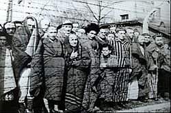Archivo:Auschwitz Liberated January 1945